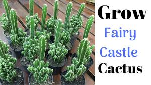 Cowboys and pioneers of the nineteenth century made up tales these strange beasts coming out at night, slashing open cacti exposing. Grow Fairy Castle Cactus Very Easily Grow Cactus Youtube