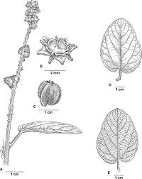 Image result for Gouania scandens