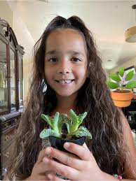 Tigers jaw succulent for anniversary