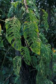 Monstera Adansonii Wikipedia