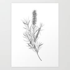 Callistemon Citrinus Bottlebrush Botanical Illustration Art Print By Joanna Lewis X Small In 2021 Botanical Illustration Flower Drawing Plant Drawing