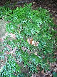 Image result for Arthropteris anniana