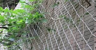 超愛藤蔓的居家 六種攀藤架 outdoor structures outdoor plants