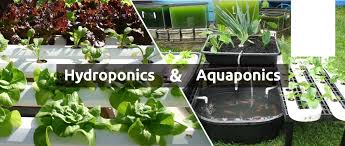 After putting the rocks in the carton you can put the onions in. Aquaponics Hydroponics For Your Home Grow What You Eat Hydromo