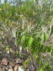 Image result for Croton dichogamus