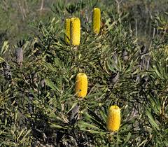 Image result for Banksia attenuata