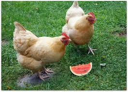 5 Amazing Reasons: Can Chickens Eat Watermelon?