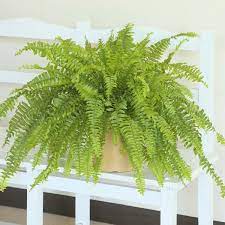 It has lush, arching, dangling fronds that wisp in the breeze, creating a calm environment. Boston Fern Indoors Nephrolepis Exaltata My Garden Life