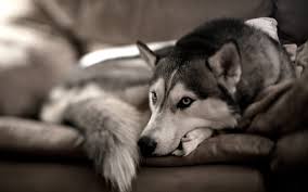 Usa.com provides easy to find states, metro areas, counties, cities, zip codes, and area codes information, including population, races, income, housing, school. 71 Husky Wallpaper On Wallpapersafari