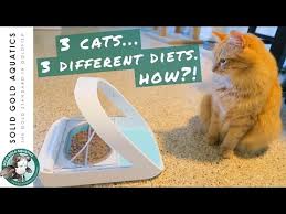 Get more freedom and happiness by choosing the best automatic cat many customers reported that their cats were scared of this feeder at first. The Best Automatic Cat Feeders Reviewed Rated For 2021