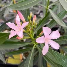 Image result for Nerium oleander