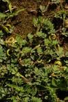 Image result for Indigofera subulifera
