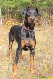 Doberman Dobermanpinscher Dog Dogsofinstagram Dogs Dobie Dobermansofinstagram Dobermanpride Dobermann K In 2020 Doberman Dogs Doberman Doberman Pinscher Dog