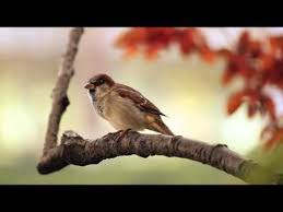 Birds Chirping In The Morning Islam 1 Hour Birdsong Sounds On A Spring Morning In English Countryside Nature Animals Beautiful Birds Bird Photography