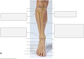 The bony bumps (or protrusions) seen and felt on the ankle have their own names Bone And Bone Markings Tiba And Fibula Diagram Quizlet