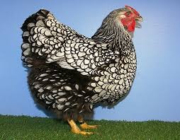 The silver laced wyandotte is one of the prettiest chickens around. Silver Laced Wyandotte Are Everything They Re Cracked Up To Be