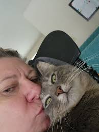 Lost gray tabby cat Athena in Trenton Texas