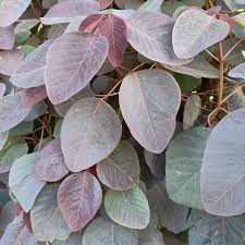 Image result for Euphorbia cotinifolia