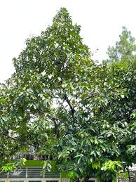 Image result for Syzygium niassense