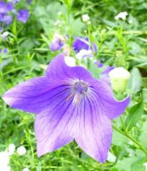 Sentimental Blue Balloon Flower Japanese Bellflower Korean Bellflower Chinese Bellflower Platycodon Grandiflorus Balloon Flowers Blue Balloons Purple Garden