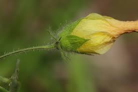 Image result for Hibiscus physaloides