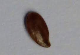 Seedlike Object Found In Bed What S That Bug