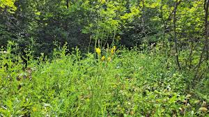 Image result for Pseudopodospermum hispanicum