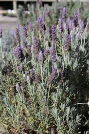 Image result for Lavandula dentata