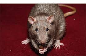 Some places have worse situations than others. Rodent Control Mice Rat Exterminator In Las Vegas Js Pest Control