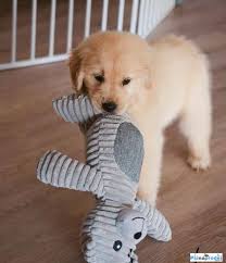 Image result for zlatý retrívr