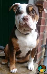 Buy, sell and adopt english bulldog dogs and puppies near you. Https Www Ukpets Com For Sale Dogs Olde English Bulldog X American Bulldog 149609