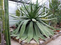Freundeskreis botanischer garten kassel mit sitz in kassel ist im vereinsregister mit der rechtsform verein eingetragen. Kakteenfreunde Friedrich Ritter Nordhessen Kassel Eine Weitere Wordpress Website