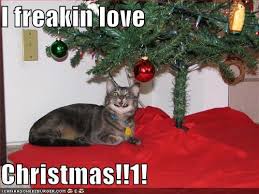 Funny Christmas Backgrounds Funny Wallpapers Hd Wallpapers Funny Christmas Cats Christmas Cats Christmas Animals Christmas Humor