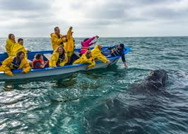 BUCKET LIST ADVENTURE: Connecting with gray whales in the lagoons of Baja  Sur