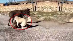 Yaninda Yavrusu Kopeklere Parcalatilan Esek Yeni Yuvasina Yerlestirildi Ankara