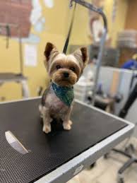 Check spelling or type a new query. Bubbles Pet Spa 217 Photos 228 Reviews Pet Groomers 17301 Ventura Blvd Encino Ca Phone Number Yelp