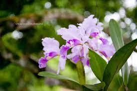 Cattleya trianae - Wikipedia, la enciclopedia libre