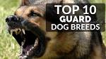 The 25 Best Guard Dogs | Guard Dog Breeds For Families