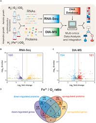 Check spelling or type a new query. Frontiers A Model Of Aerobic And Anaerobic Metabolism Of Hydrogen In The Extremophile Acidithiobacillus Ferrooxidans Microbiology