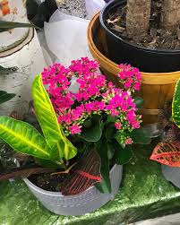 Address, website, fax, opening hours, etc. Flowers For You Ponoka Home Facebook