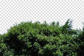 Hedge Green Leafed Tree Under Blue Sky Transparent Background Png Clipart Hiclipart 3d model of tall hedge. hedge green leafed tree under blue sky