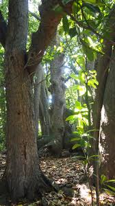 Ministère de l'agriculture et de l'alimentation. Immergrune Magnolie Auf Dem Gelande Eines L Ecole D Ingenieurs De Purpan In Toulouse Haute Garonne Frankreich