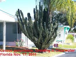 Maybe you would like to learn more about one of these? Large Cactus That I Got Seeds From Update
