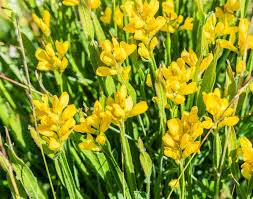 Image result for Genista