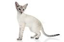 Colorpoint Shorthair Kittens for Sale - Adoptapet