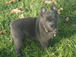 Blue Schipperke Kittens And Puppies Schipperke Dog Schipperke Puppies