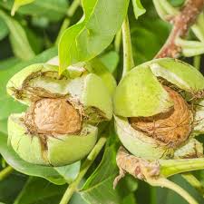 Maybe you would like to learn more about one of these? Franquette English Walnut Tree Naturehills Com