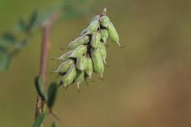 Image result for Indigofera microcarpa