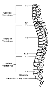 Download these 22 free printable binder spine label templates using ms word to help you prepare your very own binder covers easily. Https Www Kennedykrieger Org Sites Default Files Library Documents Community Specialized Health Needs Interagency Collaboration Shnic Guide School Personnel Spina Bifida Pdf