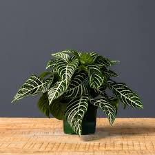Image result for Aphelandra